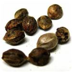 Семена марихуаны АК-47  (Seeds AK-47) в Бирюче